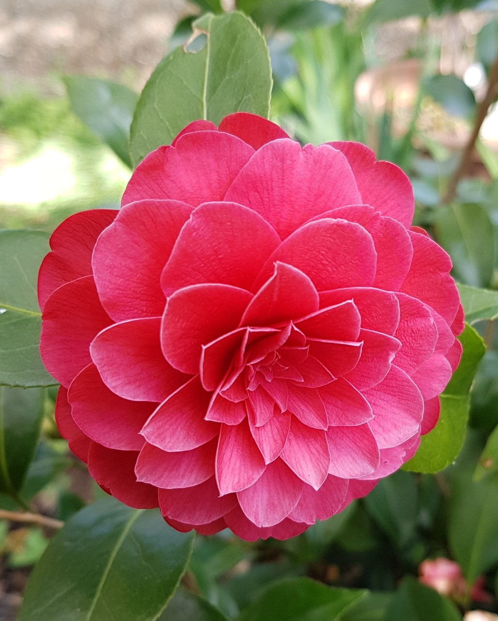 C. japonica 'Spring Fling'